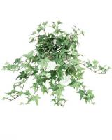 7344s_Pittsburg_Ivy_(mini).jpg