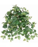 7419-3_Philodendron_(dlx).jpg