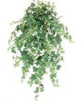7429-1_Ivy_(dlx).jpg