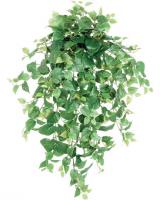7429-3_Philodendron_(dlx).jpg
