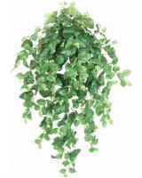 7429-4_Pothos_(dlx).jpg