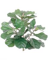 7443-1_Ficus_Larata.jpg
