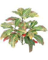 7443-3_Croton.jpg