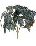 Alocasia_Bush_7404-2GN.jpg