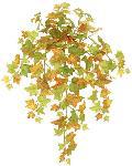 Sage_Ivy_(fall)_62132-FA.jpg
