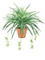 Spider_Plant_x100_62151.JPG