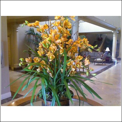 Cymbidium_x10